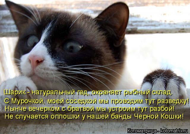 Шарик - натуральный гад, охраняет рыбный склад. С Мурочкой, моей соседкой мы проводим тут разведку! Н... Котоматрица: Шарик - натуральный гад, охраняет рыбный склад. С Мурочкой, моей соседкой мы проводим тут разведку! Нынче вечерком с братвой мы устроим тут р