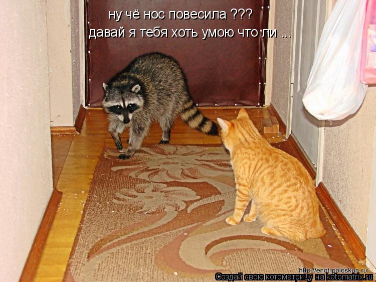 ну чё нос повесила ??? давай я тебя хоть умою что ли ...... Котоматрица: ну чё нос повесила ??? давай я тебя хоть умою что ли ...