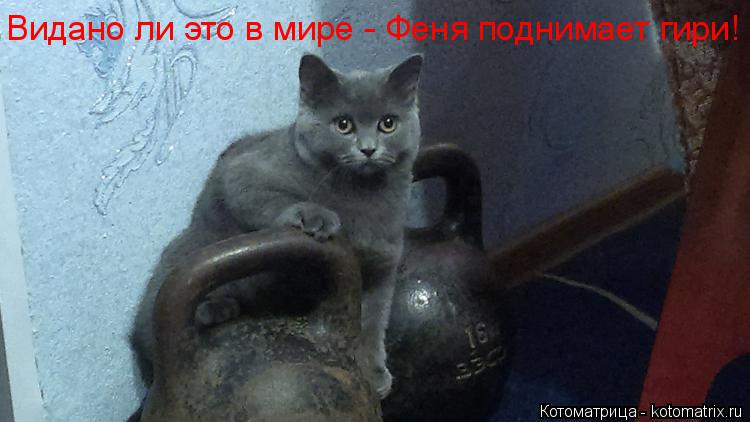 Котоматрица: Видано ли это в мире - Феня поднимает гири!