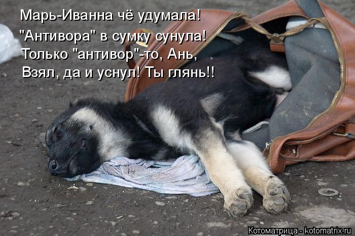 Котоматрица: Марь-Иванна чё удумала! "Антивора" в сумку сунула! Только "антивор"-то, Ань, Взял, да и уснул! Ты глянь!!