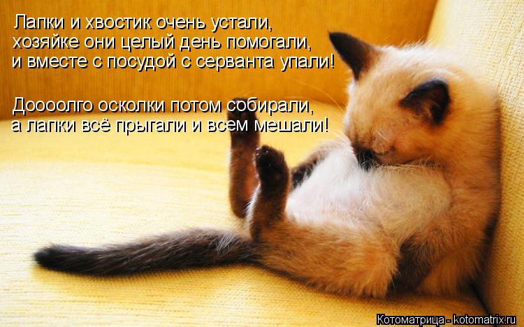 Лапки и хвостик очень устали, хозяйке они целый день помогали, и вместе с посудой с серванта упали! ... Котоматрица: Лапки и хвостик очень устали, хозяйке они целый день помогали, и вместе с посудой с серванта упали! Доооолго осколки потом собирали, а лапк