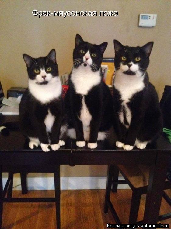 Фрак-мяусонская ложа... Котоматрица: Фрак-мяусонская ложа