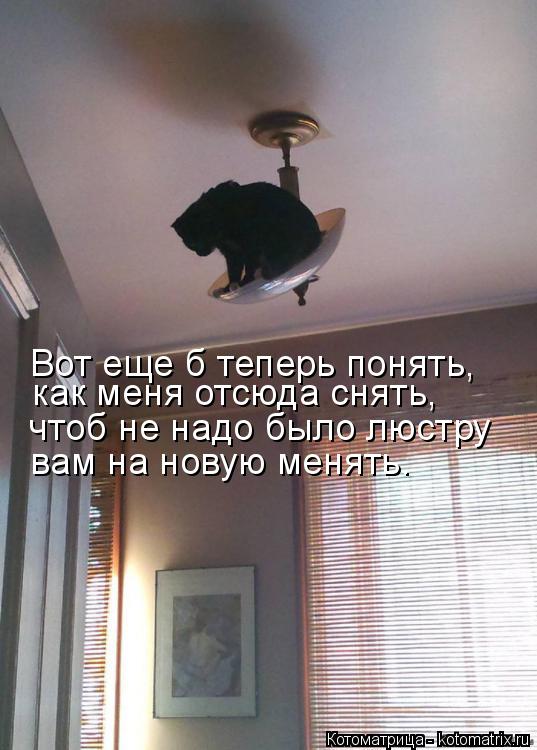 Котоматрица: Вот еще б теперь понять,  как меня отсюда снять,  вам на новую менять. чтоб не надо было люстру
