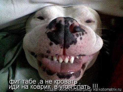 Котоматрица: фиг табе ,а не кровать , иди на коврик ,в угол спать !!!