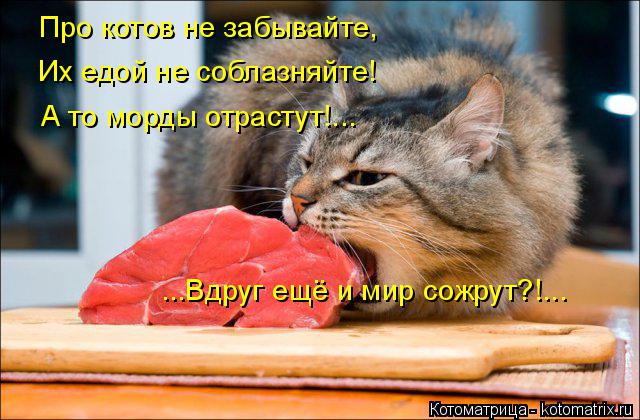 Про котов не забывайте, Их едой не соблазняйте! А то морды отрастут!... ...Вдруг ещё и мир сожрут?!..... Котоматрица: Про котов не забывайте, Их едой не соблазняйте! А то морды отрастут!... ...Вдруг ещё и мир сожрут?!...