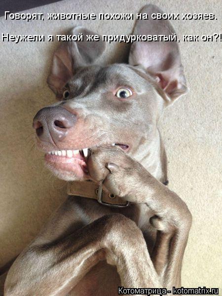 Котоматрица: Говорят, животные похожи на своих хозяев. Неужели я такой же придурковатый, как он?!