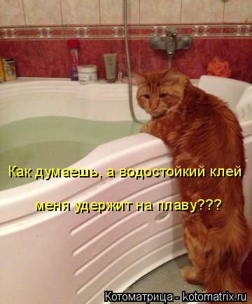Как думаешь, а водостойкий клей меня удержит на плаву???... Котоматрица: Как думаешь, а водостойкий клей меня удержит на плаву???