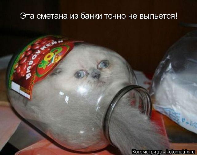 Котоматрица: Эта сметана из банки точно не выльется!