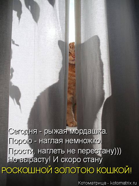 Сегодня - рыжая мордашка. Порою - наглая немножко. Прости, наглеть не перестану))) Но вырасту! И ско... Котоматрица: Сегодня - рыжая мордашка. Порою - наглая немножко. Прости, наглеть не перестану))) Но вырасту! И скоро стану РОСКОШНОЙ ЗОЛОТОЮ КОШКОЙ!