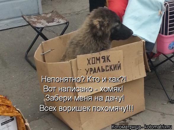 Забери меня на дачу! Всех воришек похомячу!!! Вот написано - хомяк! Непонятно? Кто и как?!... Котоматрица: Забери меня на дачу! Всех воришек похомячу!!! Вот написано - хомяк! Непонятно? Кто и как?!