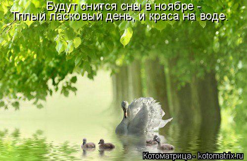 Будут снится сны в ноябре - Тплый ласковый день, и краса на воде.... Котоматрица: Будут снится сны в ноябре - Тплый ласковый день, и краса на воде.
