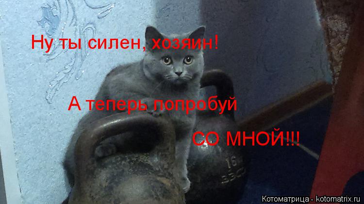 Ну ты силен, хозяин! А теперь попробуй СО МНОЙ!!!... Котоматрица: Ну ты силен, хозяин! А теперь попробуй СО МНОЙ!!!