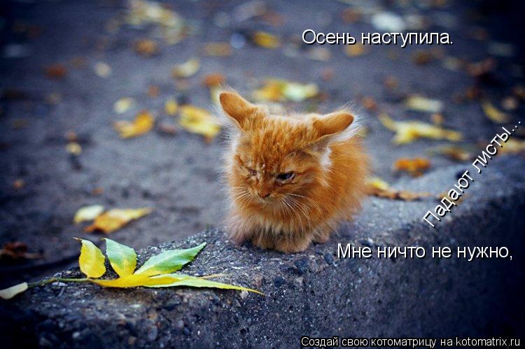 Осень наступила. Падают листы... Мне ничто не нужно,... Котоматрица: Осень наступила. Падают листы... Мне ничто не нужно,
