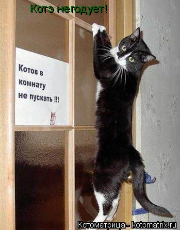 Котэ негодует!... Котоматрица: Котэ негодует!