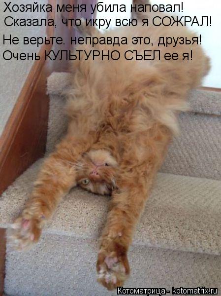 Хозяйка меня убила наповал! Не верьте. неправда это, друзья! Очень КУЛЬТУРНО СЪЕЛ ее я! Сказала, что ... Котоматрица: Хозяйка меня убила наповал! Не верьте. неправда это, друзья! Очень КУЛЬТУРНО СЪЕЛ ее я! Сказала, что икру всю я СОЖРАЛ!