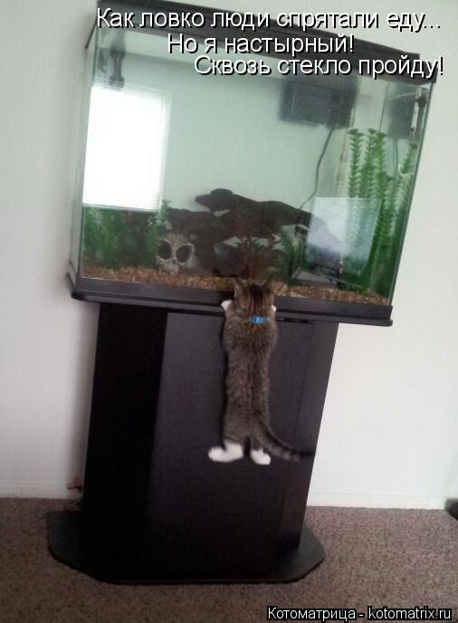 Как ловко люди спрятали еду... Но я настырный! Сквозь стекло пройду!... Котоматрица: Как ловко люди спрятали еду... Но я настырный! Сквозь стекло пройду!