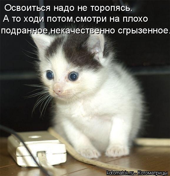 Котоматрица: Освоиться надо не торопясь. А то ходи потом,смотри на плохо  подранное,некачественно сгрызенное.