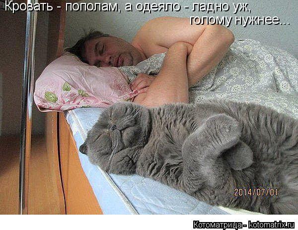 Котоматрица: Кровать - пополам, а одеяло - ладно уж,  голому нужнее...