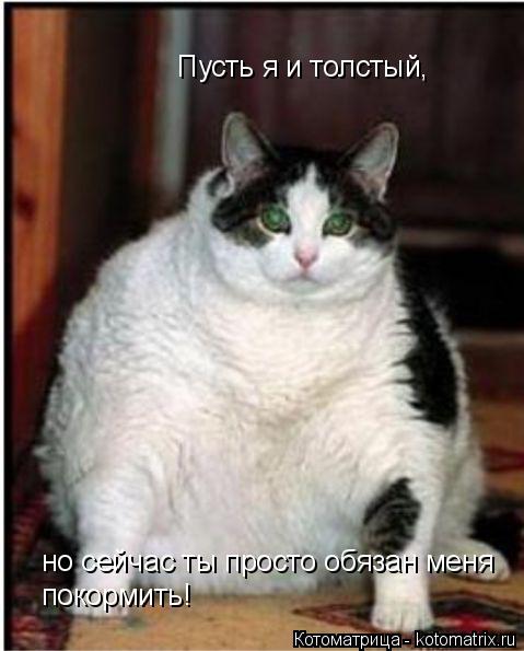 Котоматрица: Пусть я и толстый,  но сейчас ты просто обязан меня покормить!