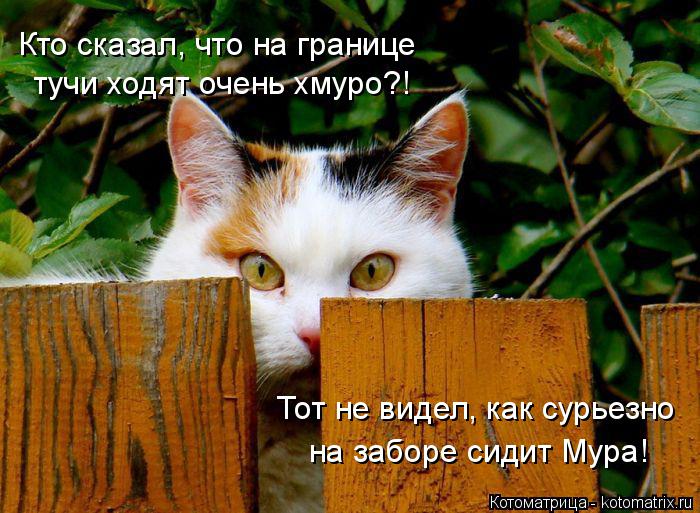 Котоматрица: Кто сказал, что на границе тучи ходят очень хмуро?! Тот не видел, как сурьезно на заборе сидит Мура!