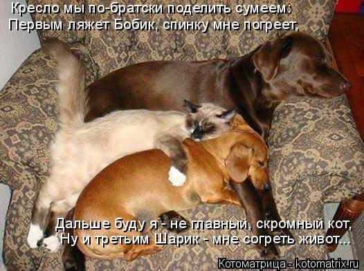 Котоматрица: Кресло мы по-братски поделить сумеем: Первым ляжет Бобик, спинку мне погреет, Дальше буду я - не главный, скромный кот, Ну и третьим Шарик - мн