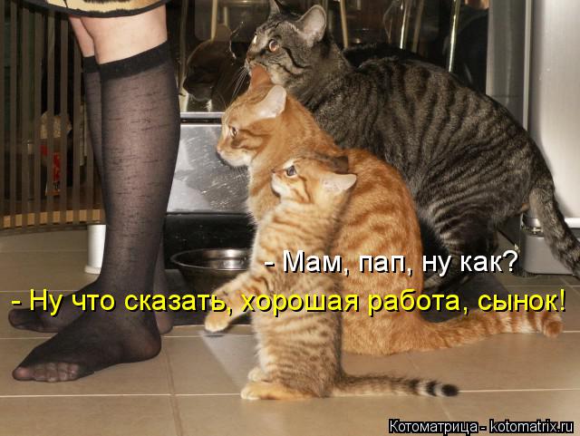 Котоматрица: - Мам, пап, ну как? - Ну что сказать, хорошая работа, сынок!