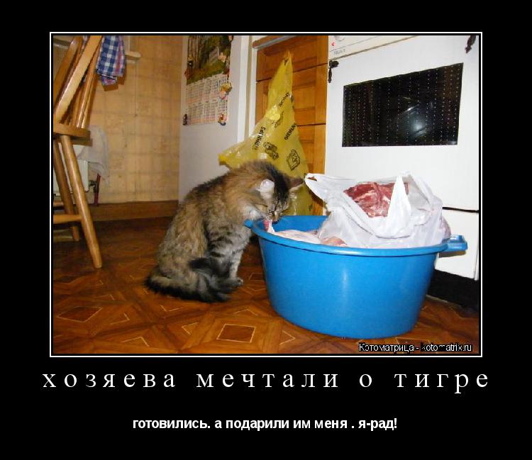 хозяева мечтали о тигре готовились. а подарили им меня . я-рад!... Котоматрица: хозяева мечтали о тигре готовились. а подарили им меня . я-рад!