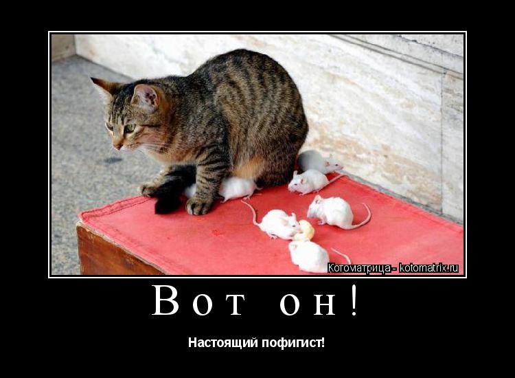 Котоматрица: Вот он! Настоящий пофигист!