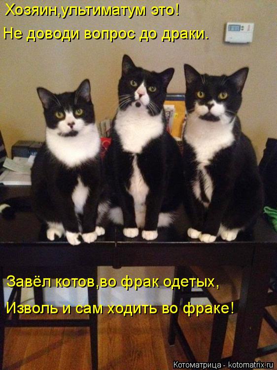 Котоматрица: Хозяин,ультиматум это! Не доводи вопрос до драки. Завёл котов,во фрак одетых, Изволь и сам ходить во фраке!