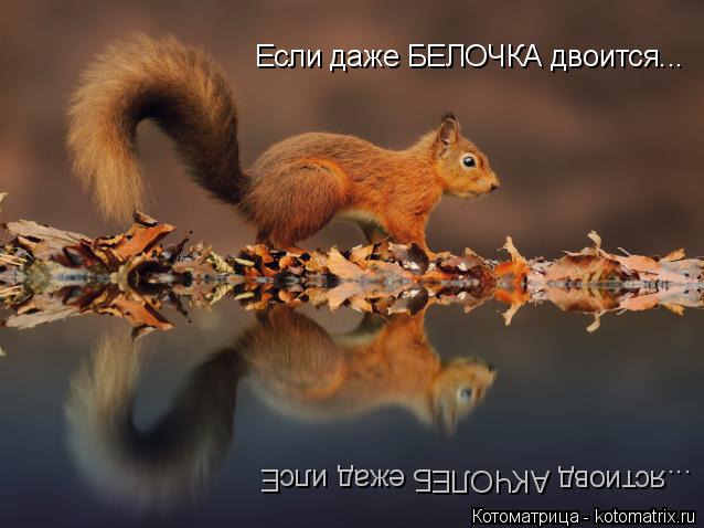 Если даже БЕЛОЧКА двоится... ...ястиовд АКЧОЛЕБ ежад илсЕ... Котоматрица: Если даже БЕЛОЧКА двоится... ...ястиовд АКЧОЛЕБ ежад илсЕ