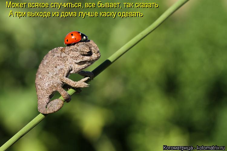 Может всякое случиться, все бывает, так сказать А при выходе из дома лучше каску одевать... Котоматрица: Может всякое случиться, все бывает, так сказать А при выходе из дома лучше каску одевать