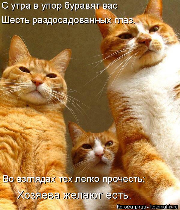 Котоматрица: С утра в упор буравят вас Шесть раздосадованных глаз. Во взглядах тех легко прочесть: Хозяева желают есть.