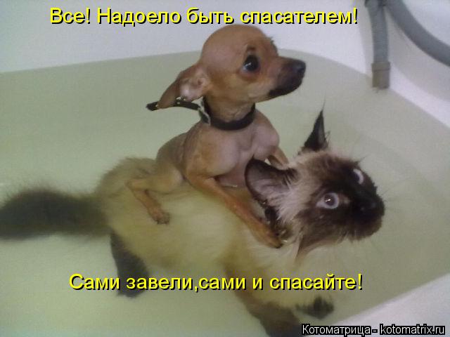 Котоматрица: Все! Надоело быть спасателем! Сами завели,сами и спасайте!