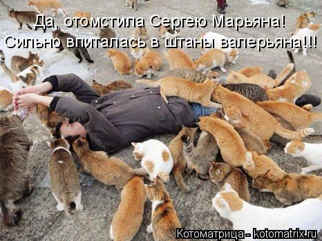 Сильно впиталась в штаны валерьяна!!! Да, отомстила Сергею Марьяна!... Котоматрица: Сильно впиталась в штаны валерьяна!!! Да, отомстила Сергею Марьяна!