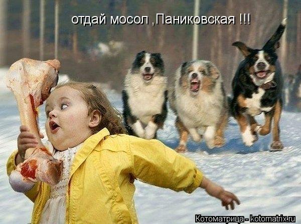 Котоматрица: отдай мосол ,Паниковская !!!