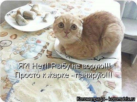 Я?! Нет!! Рыбу не ворую!!! Просто к жарке - панирую!!!... Котоматрица: Я?! Нет!! Рыбу не ворую!!! Просто к жарке - панирую!!!