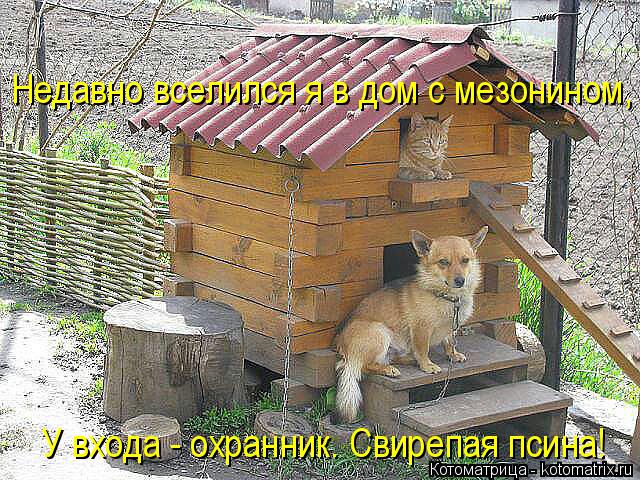 Котоматрица: У входа - охранник. Свирепая псина! Недавно вселился я в дом с мезонином,