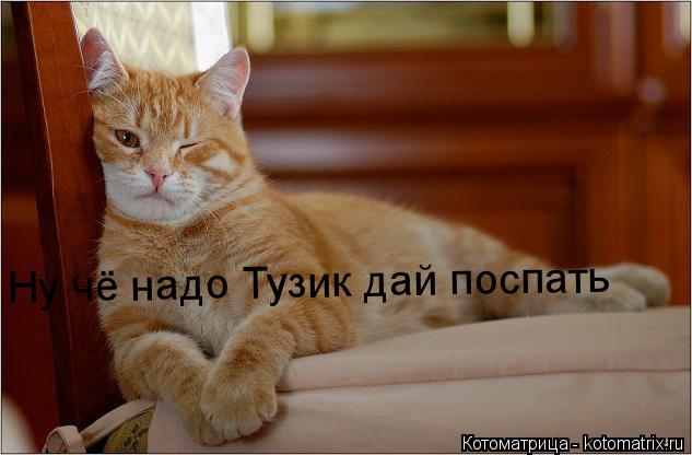 Котоматрица: Ну чё надо Тузик дай поспать