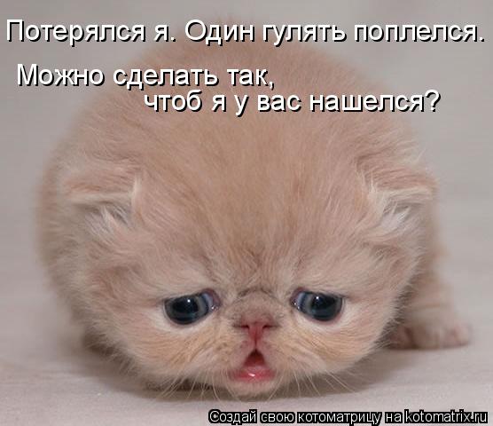 Котоматрица: Потерялся я. Один гулять поплелся. чтоб я у вас нашелся? Можно сделать так,