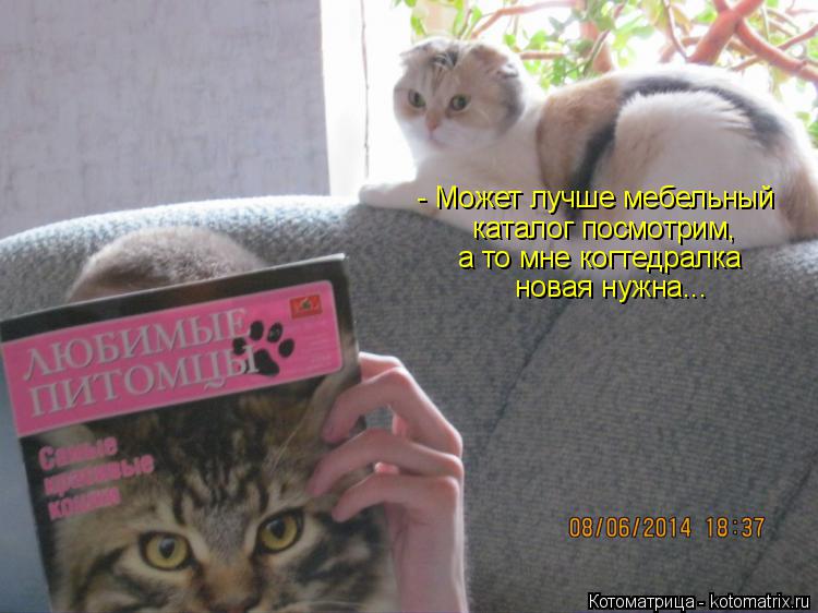 Котоматрица: - Может лучше мебельный каталог посмотрим, а то мне когтедралка новая нужна...