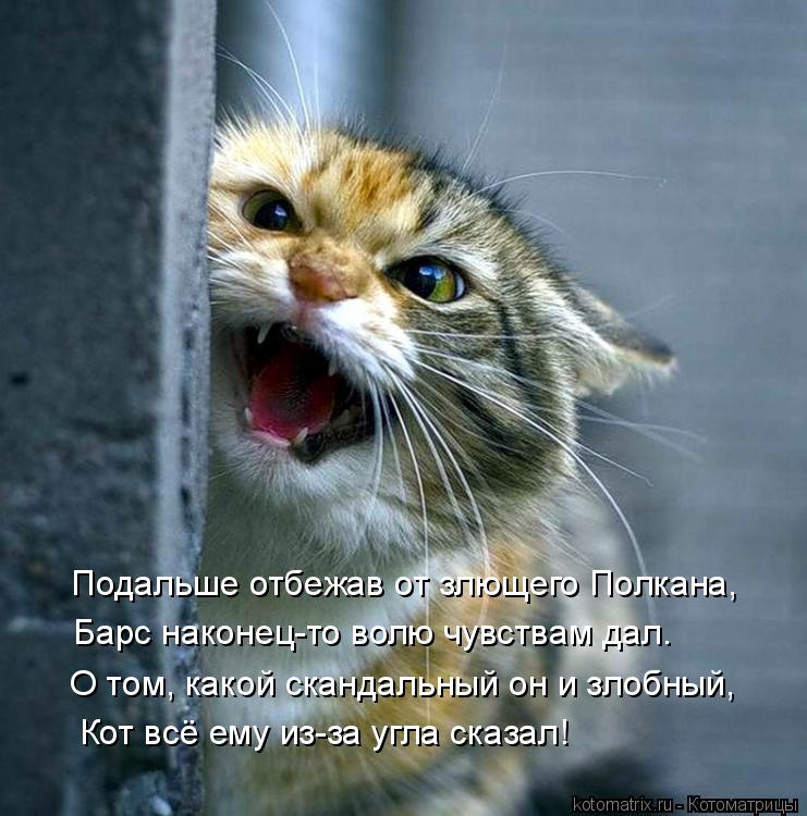 Котоматрица: Подальше отбежав от злющего Полкана, Барс наконец-то волю чувствам дал. Кот всё ему из-за угла сказал! О том, какой скандальный он и злобный,