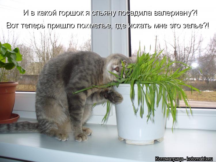 И в какой горшок я спьяну посадила валериану?! Вот теперь пришло похмелье, где искать мне это зелье?!... Котоматрица: И в какой горшок я спьяну посадила валериану?! Вот теперь пришло похмелье, где искать мне это зелье?!