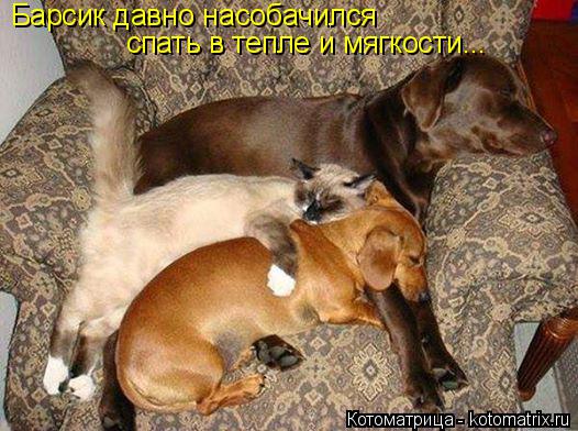 Котоматрица: Барсик давно насобачился спать в тепле и мягкости...