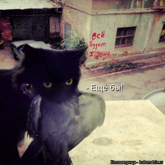 Котоматрица: - Ещё бы!