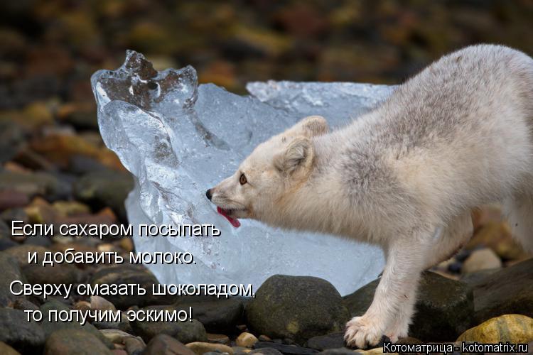 Если сахаром посыпать и добавить молоко. то получим эскимо! Сверху смазать шоколадом,... Котоматрица: Если сахаром посыпать и добавить молоко. то получим эскимо! Сверху смазать шоколадом,