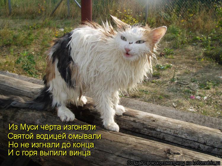 Котоматрица: Из Муси чёрта изгоняли Святой водицей омывали Но не изгнали до конца И с горя выпили винца