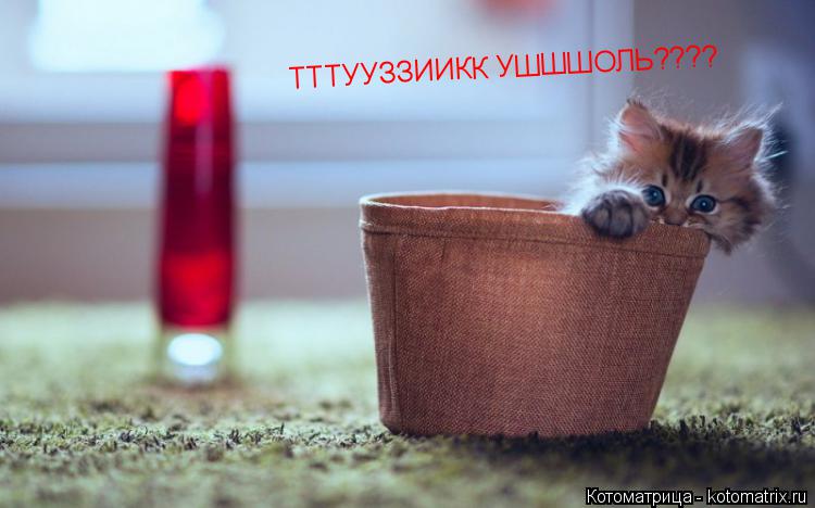 ТТТУУЗЗИИКК УШШШОЛЬ????... Котоматрица: ТТТУУЗЗИИКК УШШШОЛЬ????