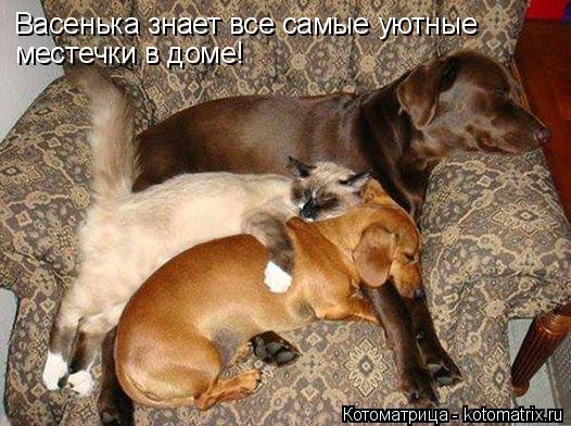 Котоматрица: Васенька знает все самые уютные местечки в доме!