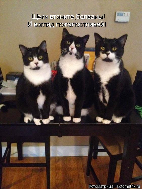 Котоматрица: Щеки втяните,болваны! И взгляд пожалостливей!