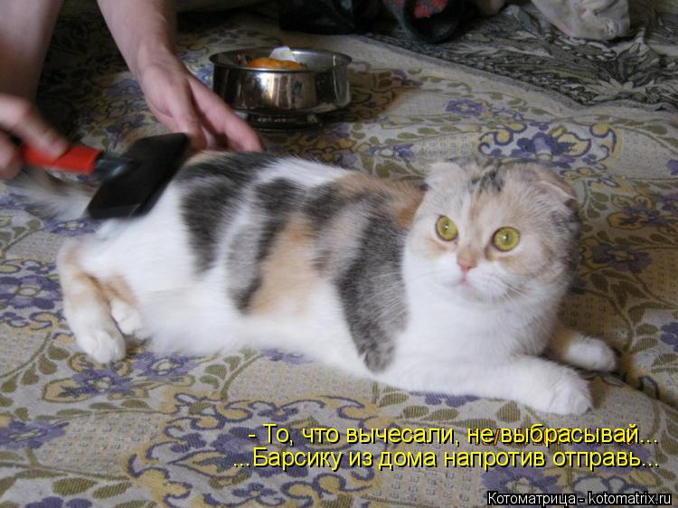 Котоматрица: - То, что вычесали, не выбрасывай... ...Барсику из дома напротив отправь...